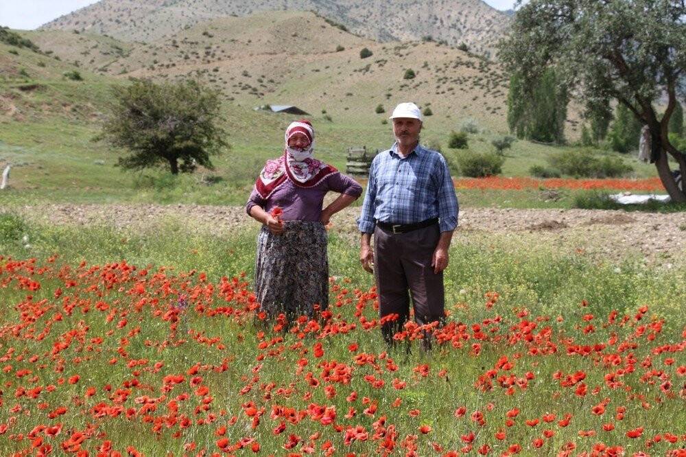 Oltu’da Gelincikler Doğayı Süsledi