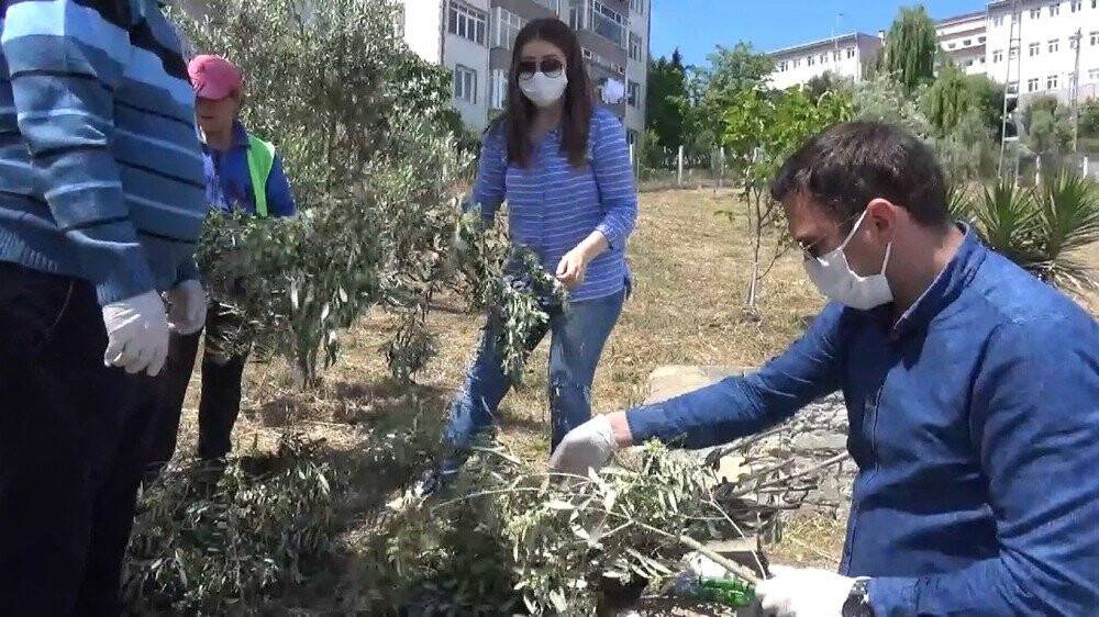 Sinop Zeytini Canlanıyor