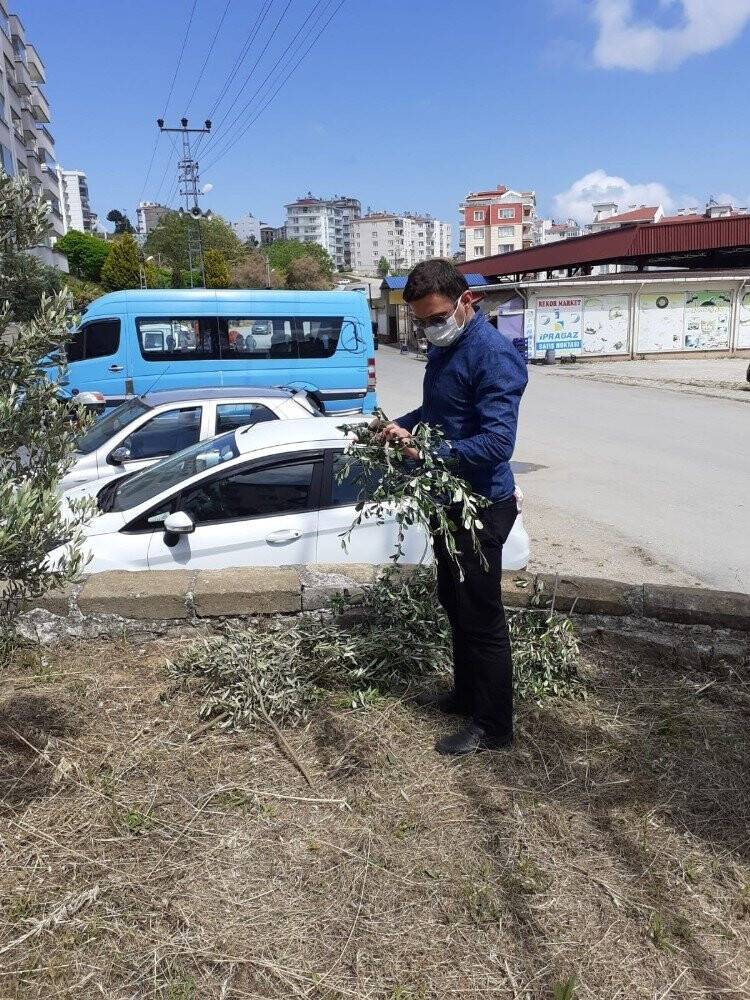 Sinop Zeytini Canlanıyor