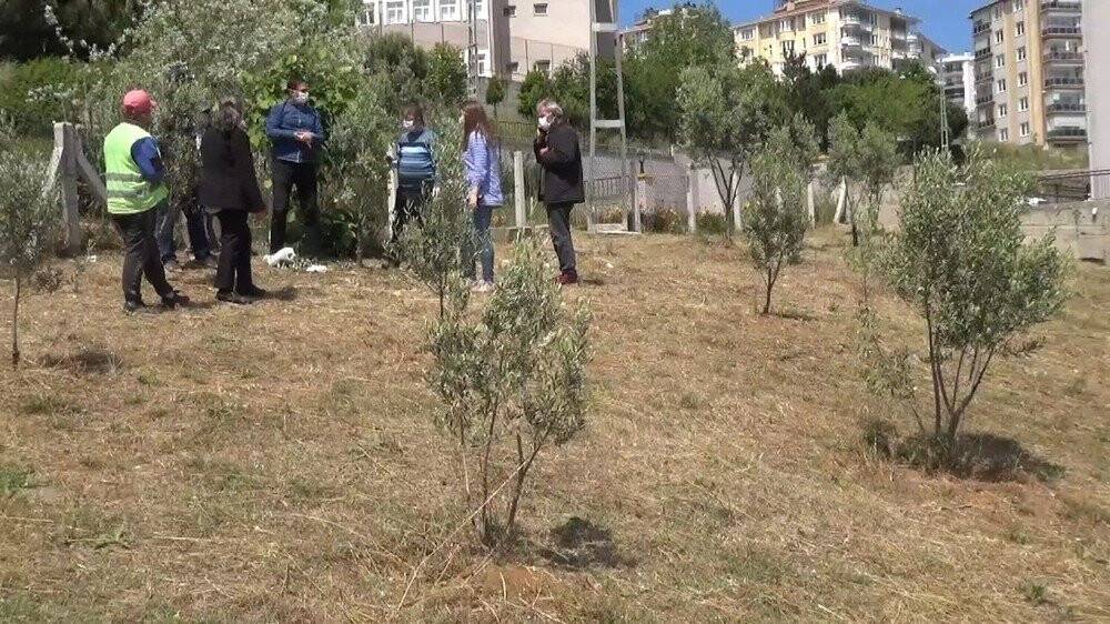 Sinop Zeytini Canlanıyor