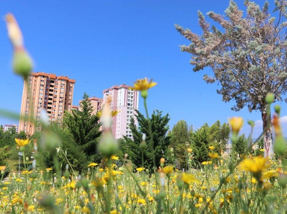 Toroslar’ın Parkları Kır Çiçekleriyle Renklendi