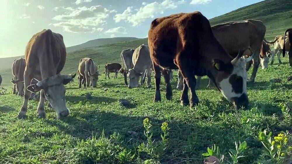 Ardahan’dan İzmir’e et sevkıyatı başladı