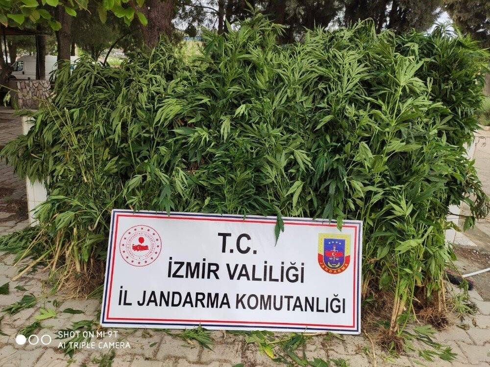 İzmir’de 757 kök hint keneviri ele geçirildi
