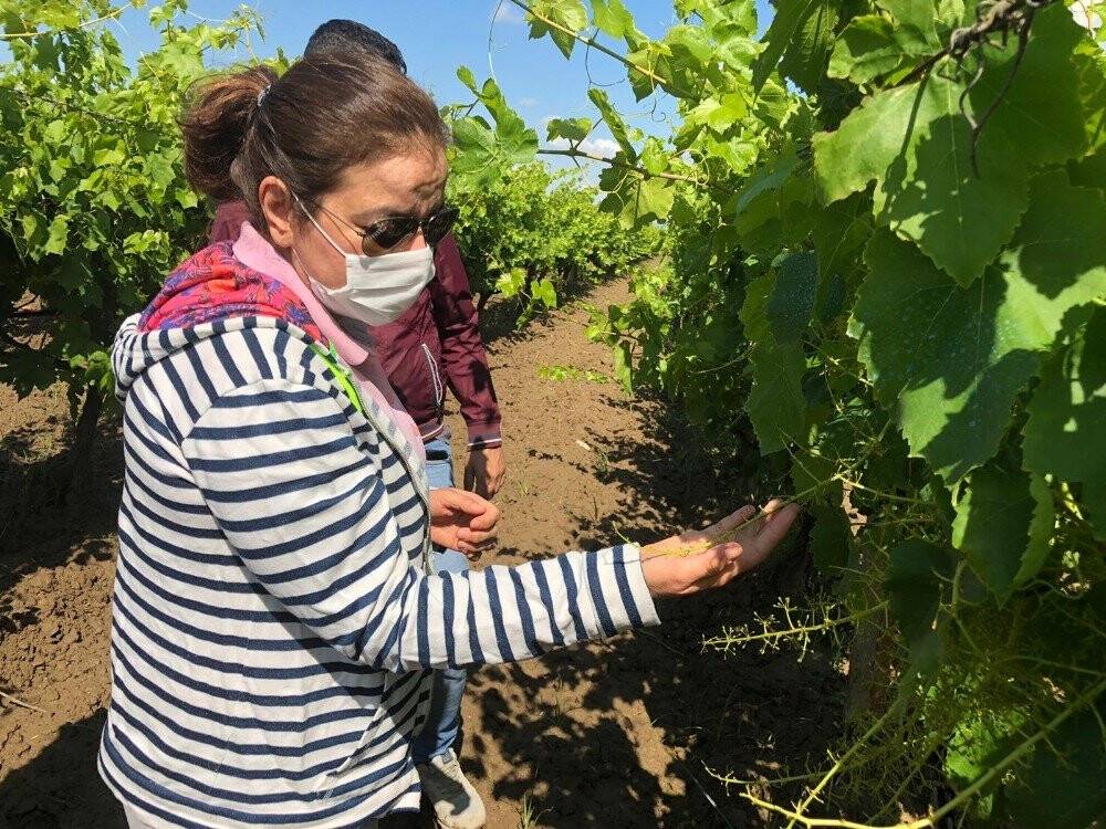 Hava değişimi bağlarda stres kaybına yol açtı