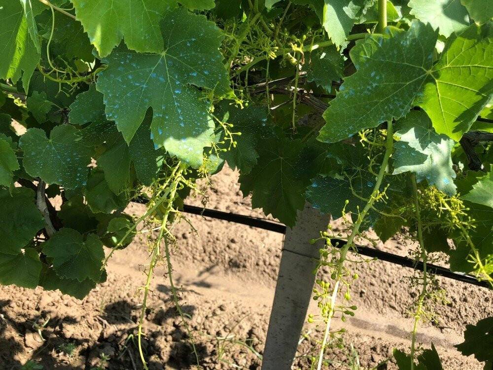 Hava değişimi bağlarda stres kaybına yol açtı