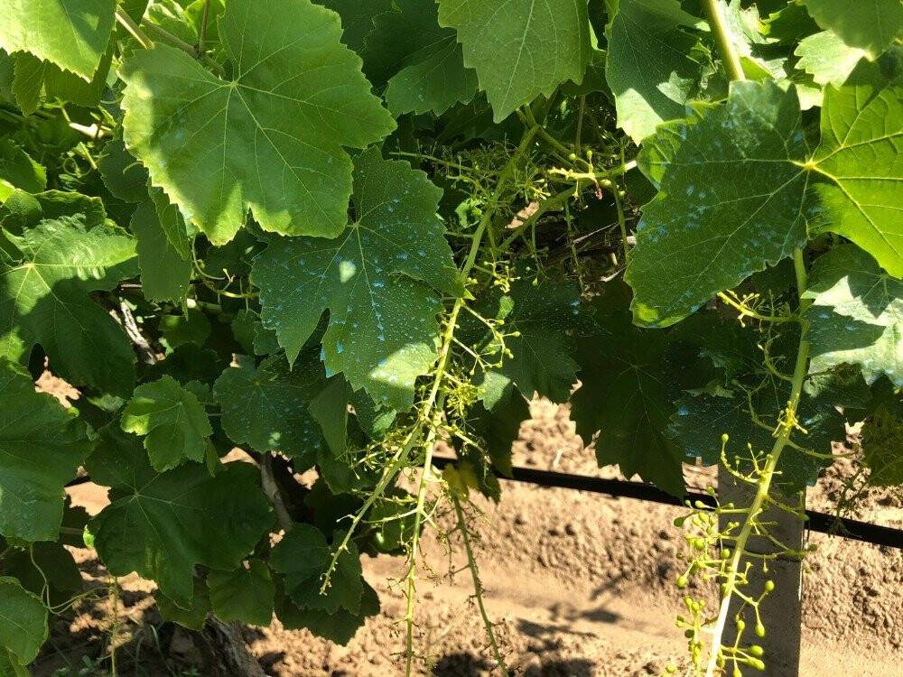 Hava değişimi bağlarda stres kaybına yol açtı