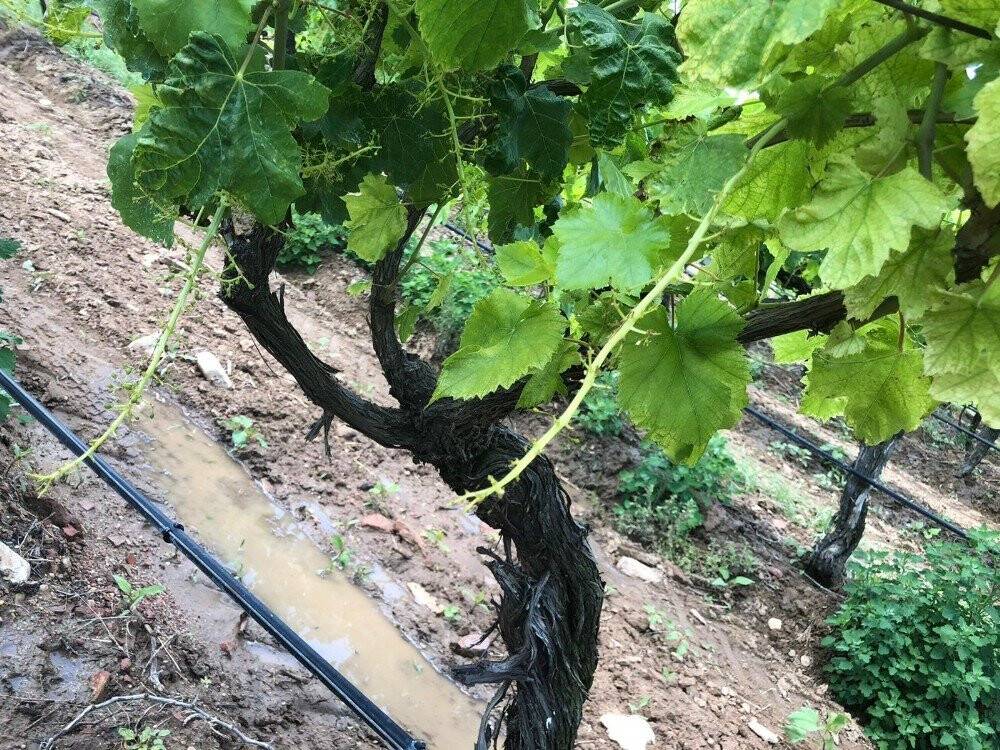 Hava değişimi bağlarda stres kaybına yol açtı