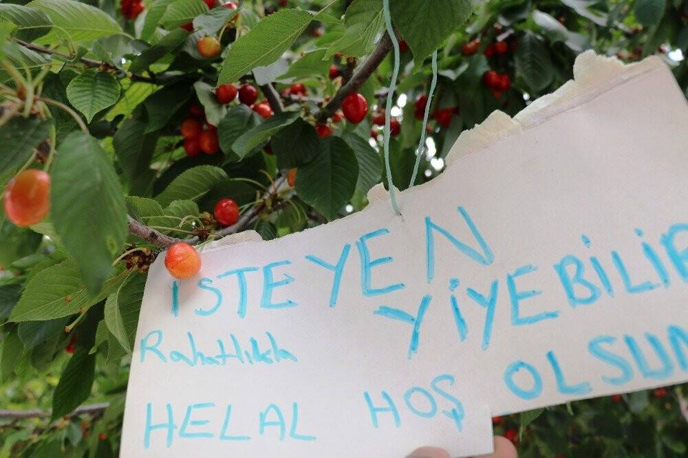 Bu kirazı herkes yiyebilir