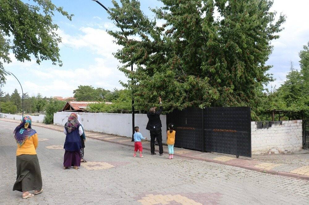 Bu kirazı herkes yiyebilir