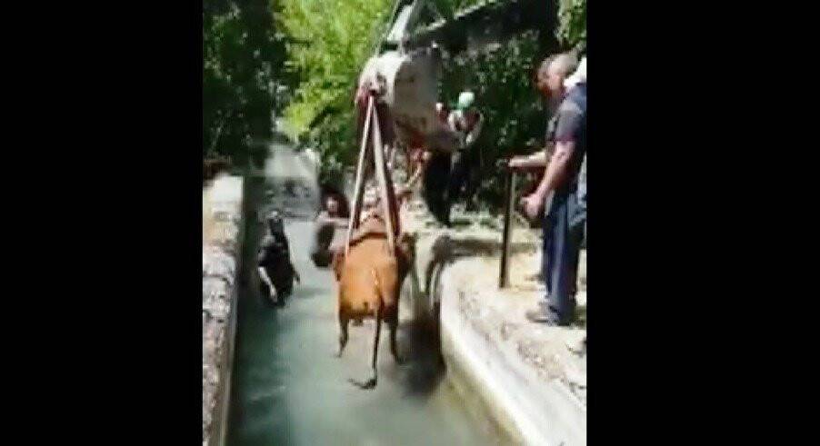 Sulama kanalına düşen inek kurtarıldı