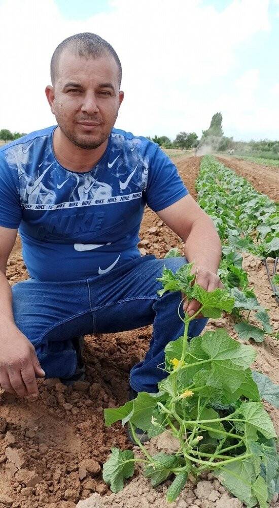 Turşuluk salatalıkta gecikme