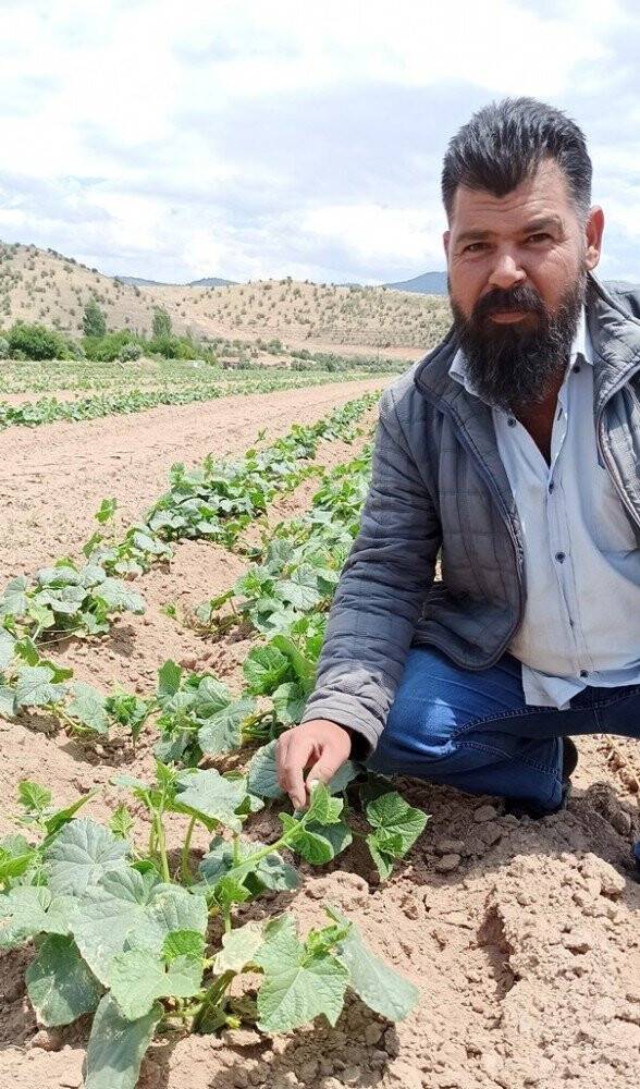 Turşuluk salatalıkta gecikme