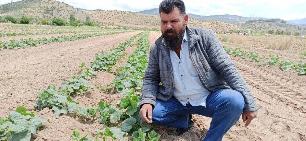 Turşuluk salatalıkta gecikme