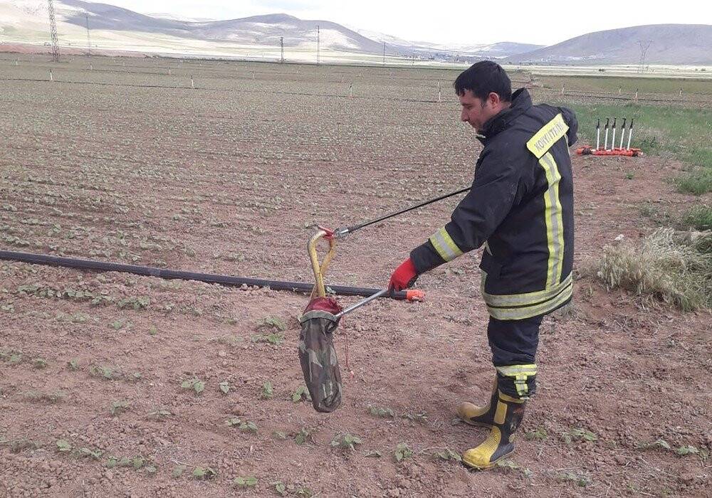 Rögardan çıkarılan yılanlar doğaya bırakıldı