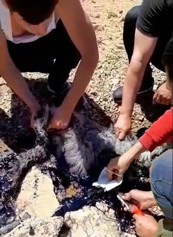 Yavru keçi eriyen zift tabakasına yapıştı