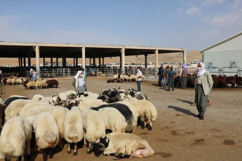 Hayvan pazarında çubuklu anlaşma dönemi