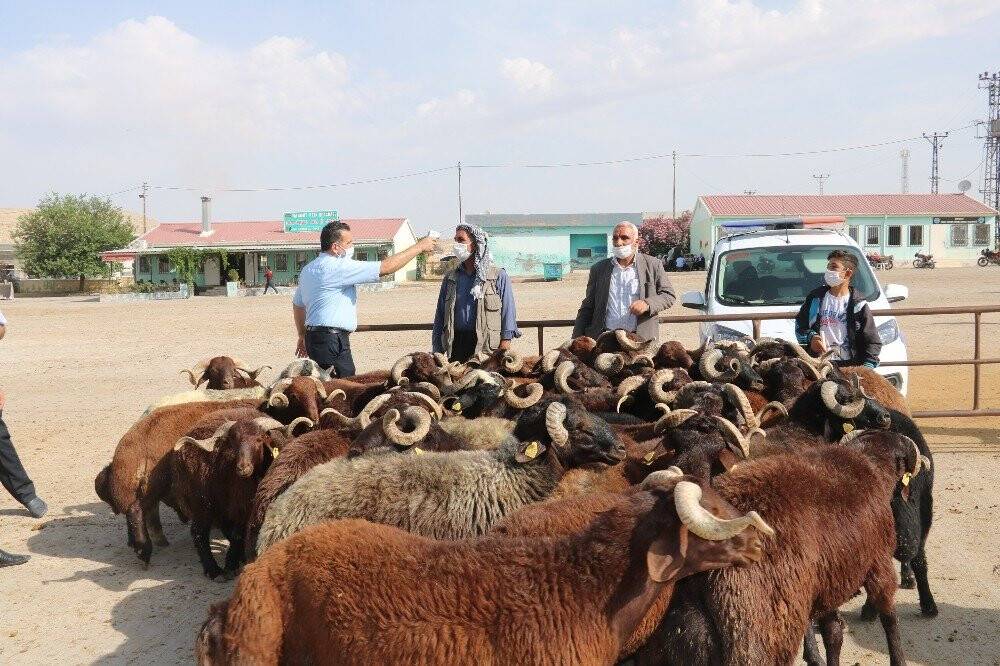 Hayvan pazarında çubuklu anlaşma dönemi