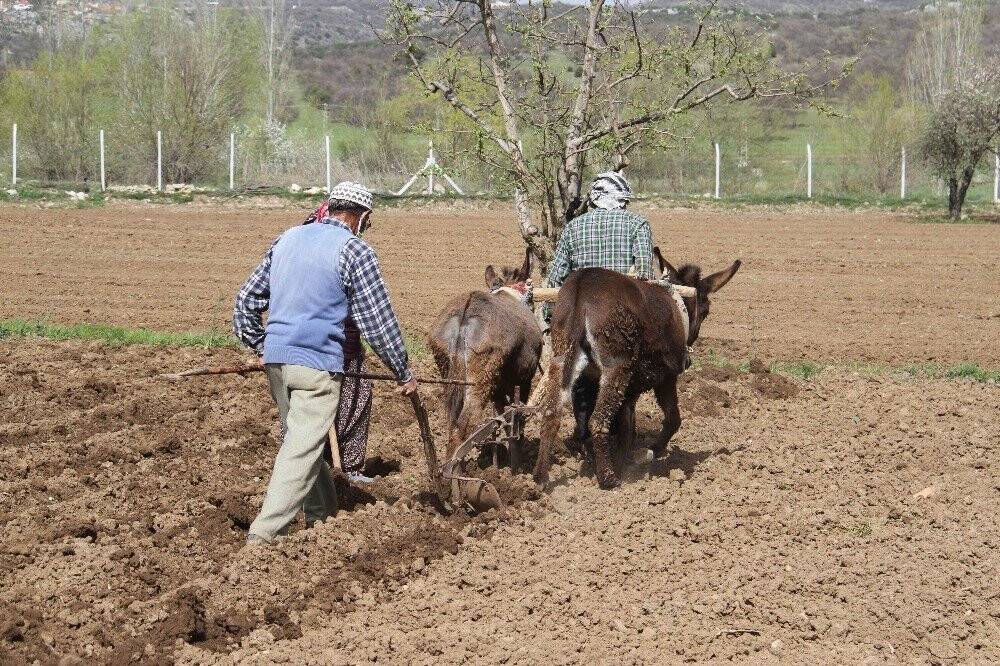 Konya’da eşeklerle tarım günümüzde de revaçta