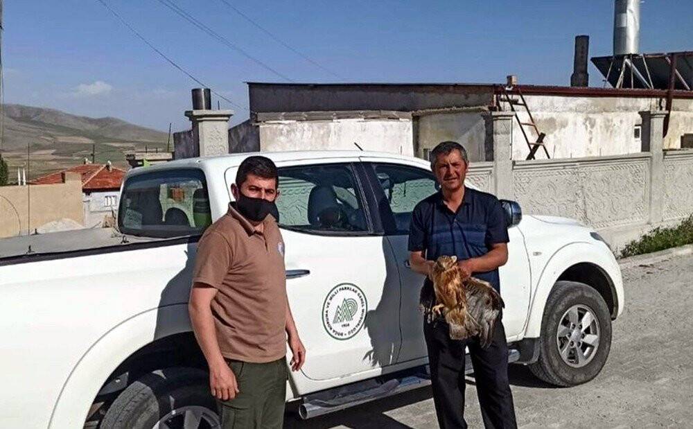 Yaralı baykuş ve kızıl şahin koruma altında