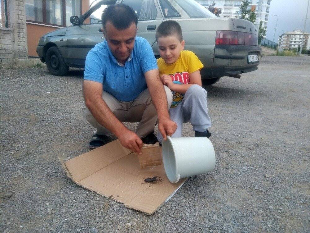Konya’da 'geyik' böceği bulundu