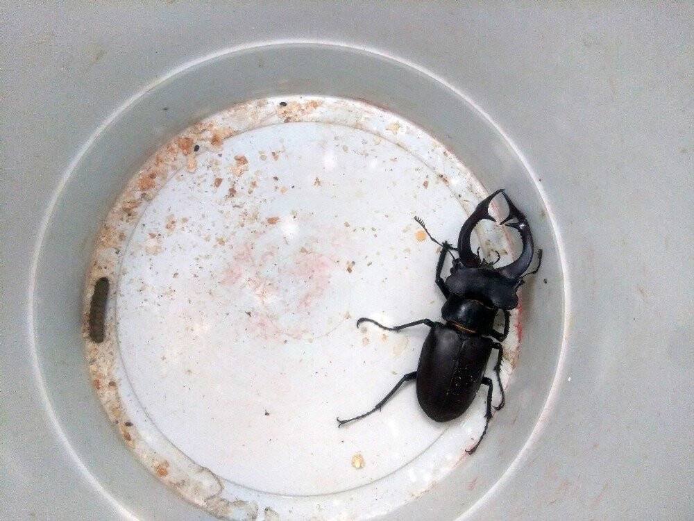 Konya’da 'geyik' böceği bulundu