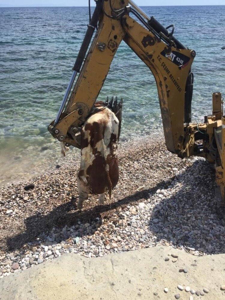 Çeşme’de inek leşi kıyıya vurdu
