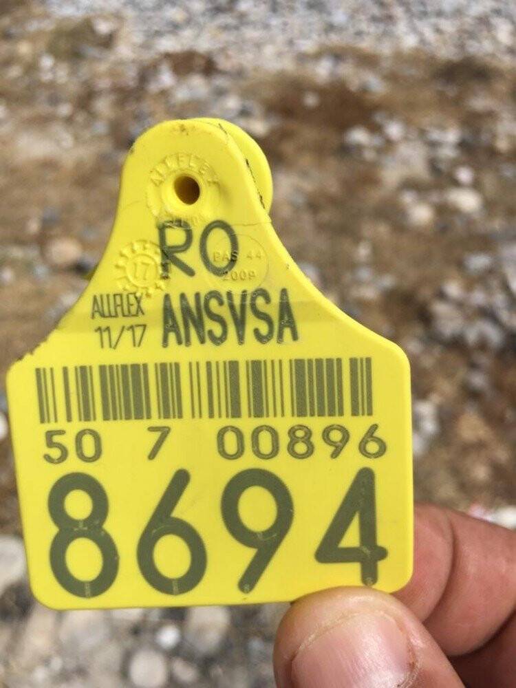 Çeşme’de inek leşi kıyıya vurdu