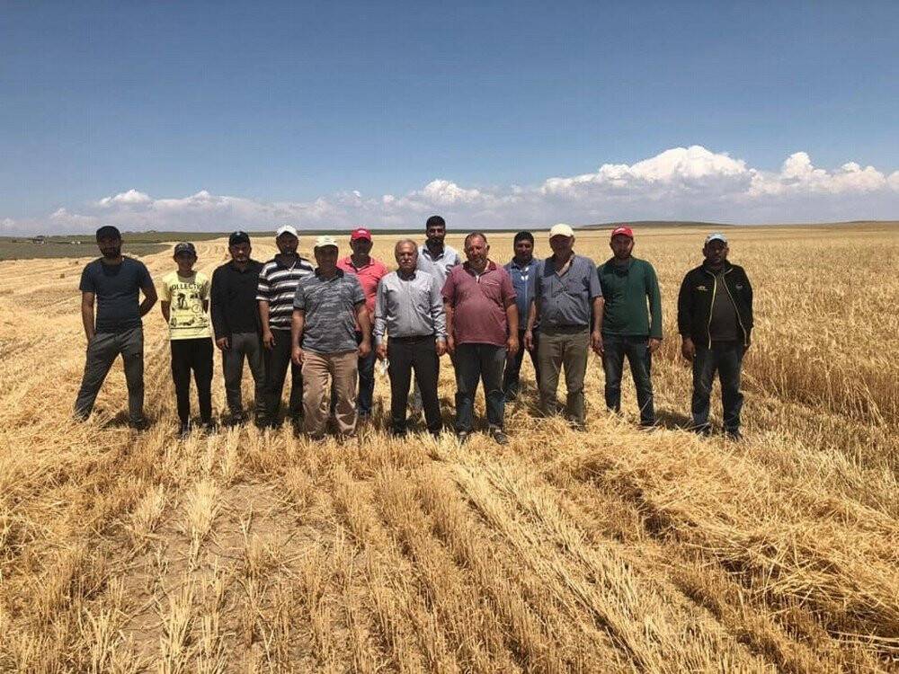 Konya'da arpa hasadı başladı