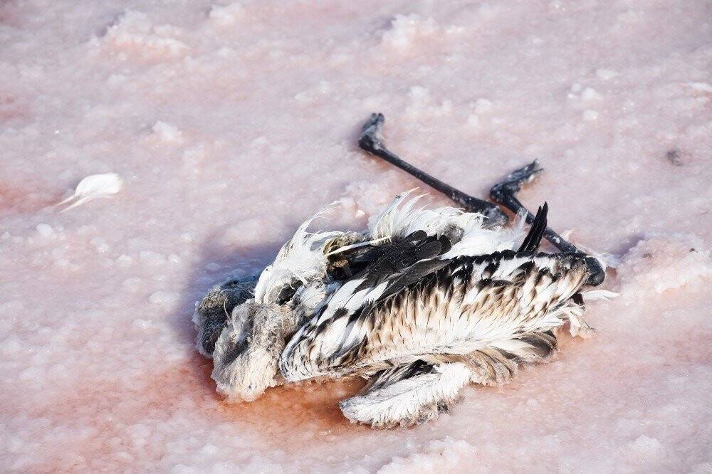 Tuz Gölü’nde flamingoların esrarengiz ölümü