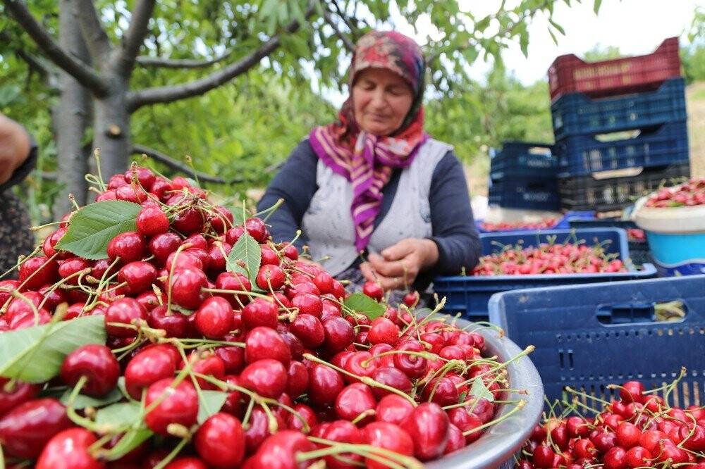 Toroslar’daki kiraz bahçeleri üreticinin yüzünü güldürüyor