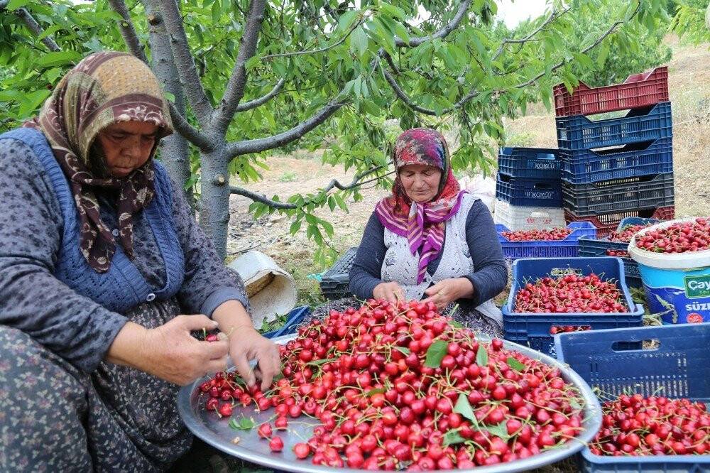 Toroslar’daki kiraz bahçeleri üreticinin yüzünü güldürüyor