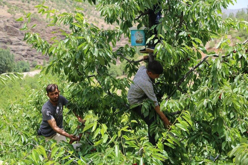 Toroslar’daki kiraz bahçeleri üreticinin yüzünü güldürüyor