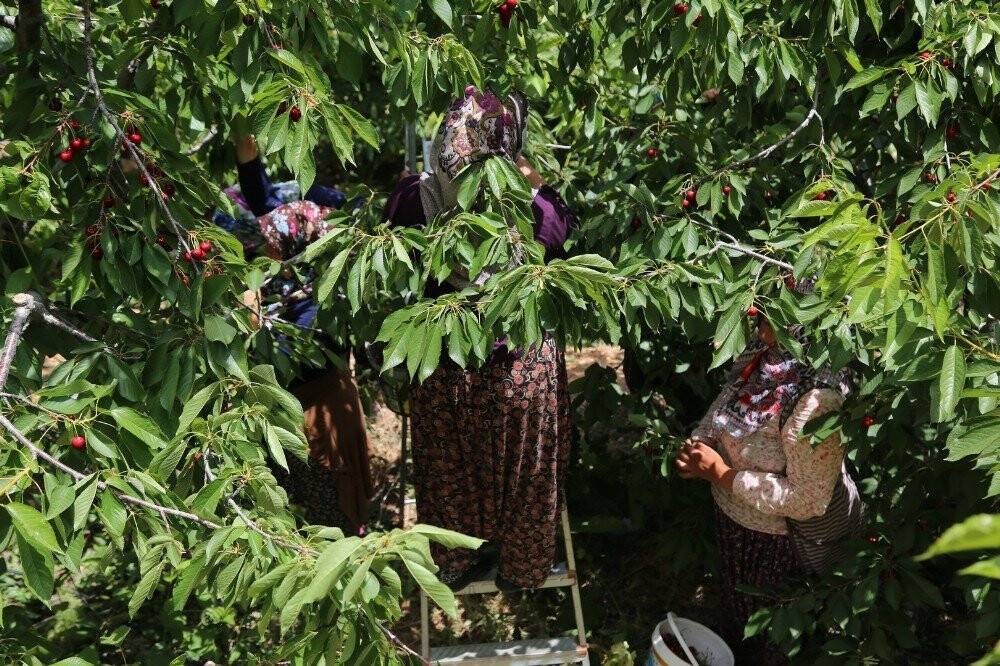 Toroslar’daki kiraz bahçeleri üreticinin yüzünü güldürüyor