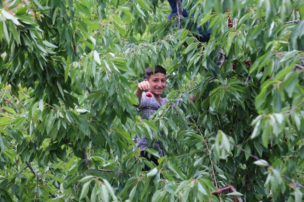 Toroslar’daki kiraz bahçeleri üreticinin yüzünü güldürüyor