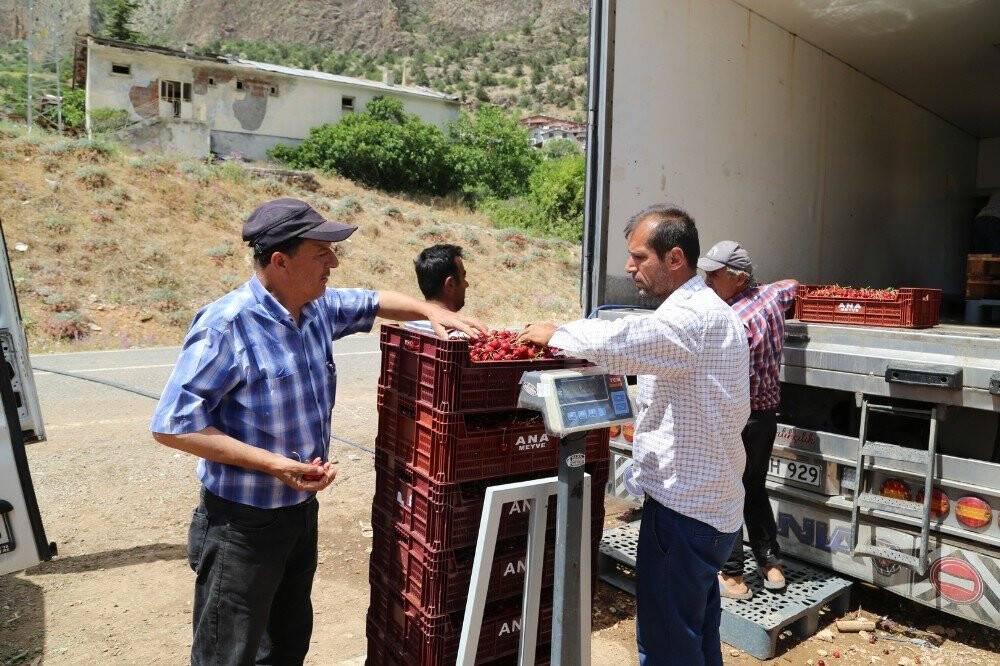 Toroslar’daki kiraz bahçeleri üreticinin yüzünü güldürüyor