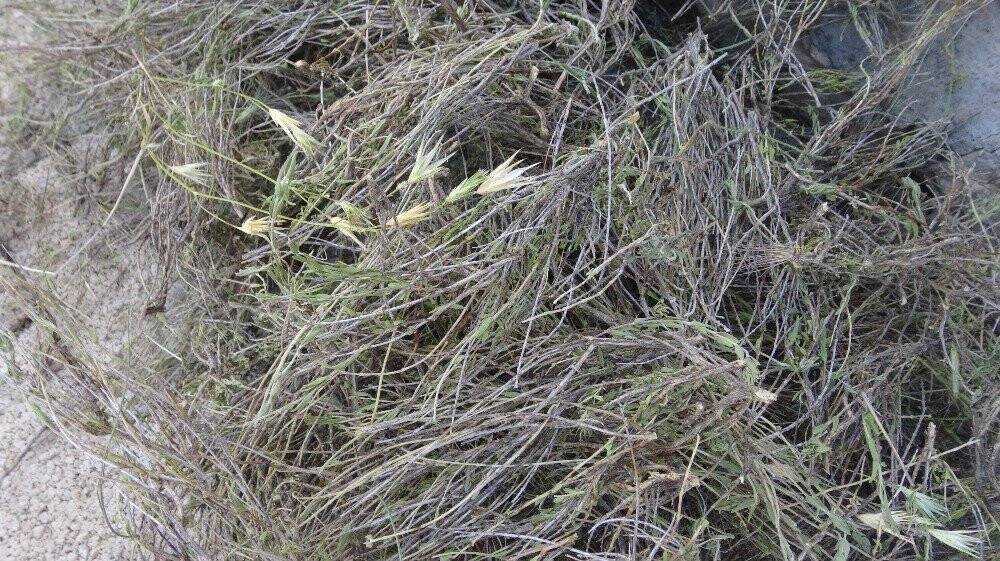 Dağlardan topladığı kekikler geçim kaynağı oldu