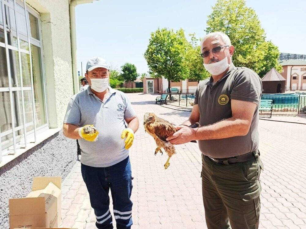 Yaralı kuşlar koruma altına alındı