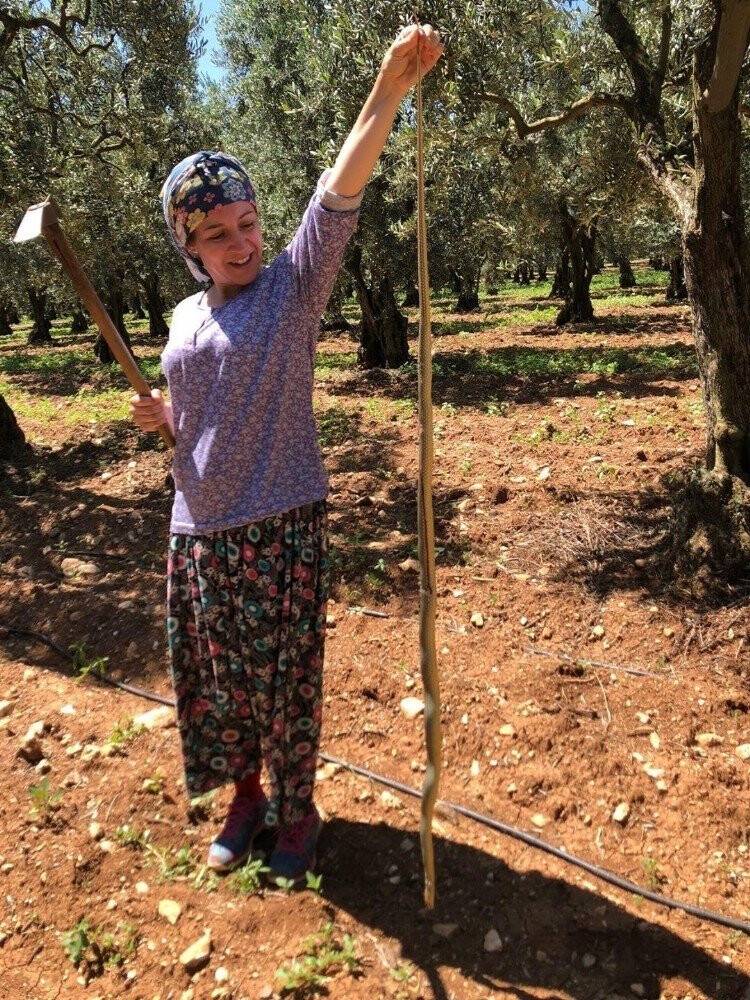 Kadın çiftçi boyundan büyük yılan yakaladı