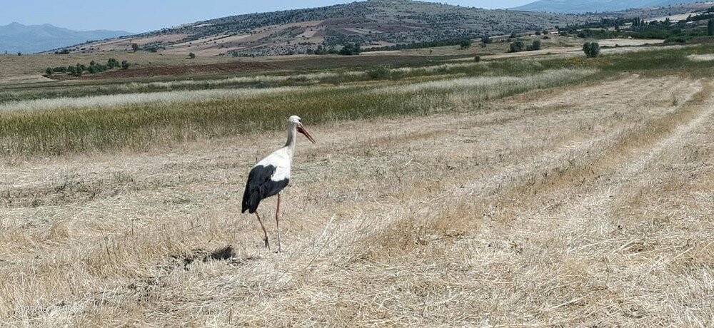 Leyleklerin böcek nöbeti