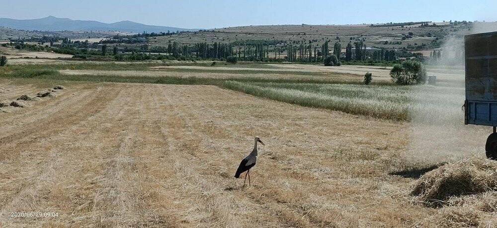 Leyleklerin böcek nöbeti