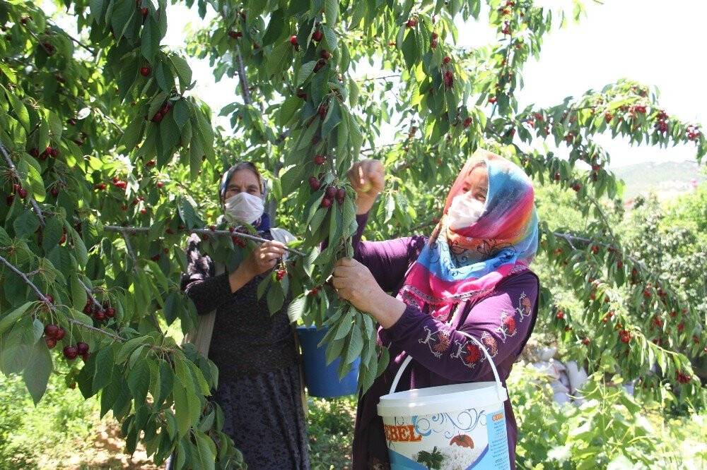 Konya'da  kiraz üreticileri ürünleri için alıcı bekliyor