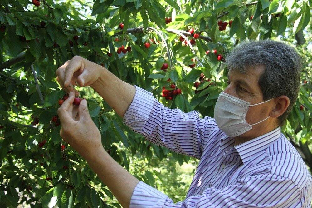 Konya'da  kiraz üreticileri ürünleri için alıcı bekliyor