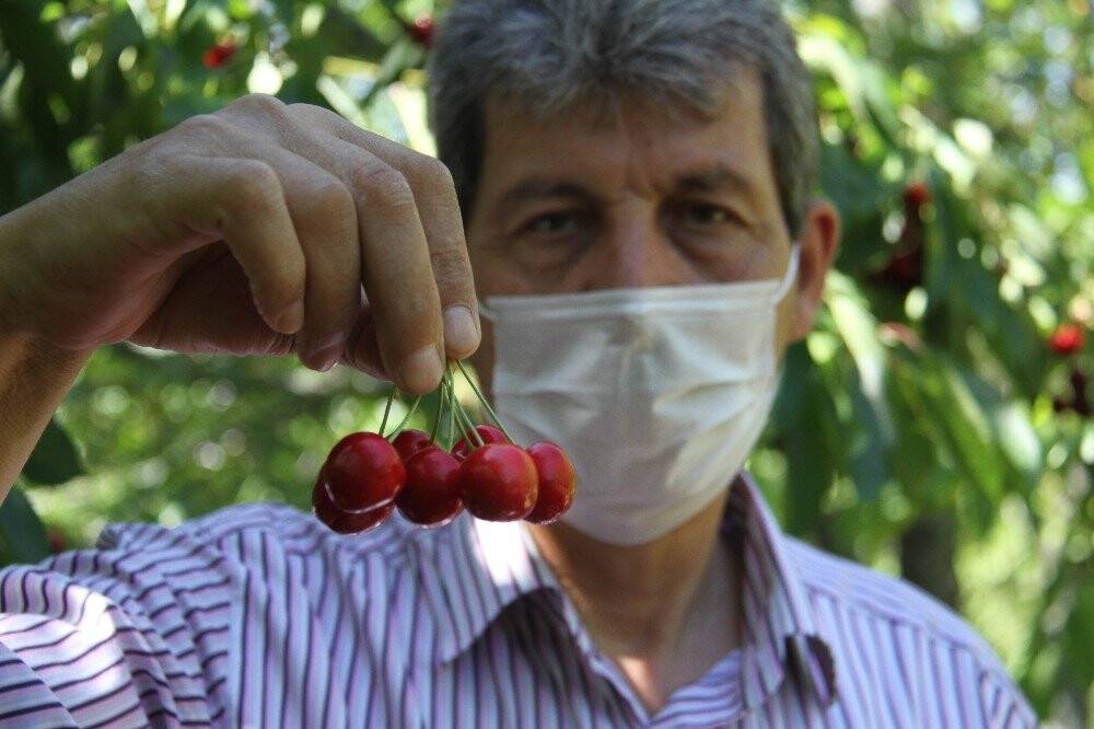 Konya'da  kiraz üreticileri ürünleri için alıcı bekliyor