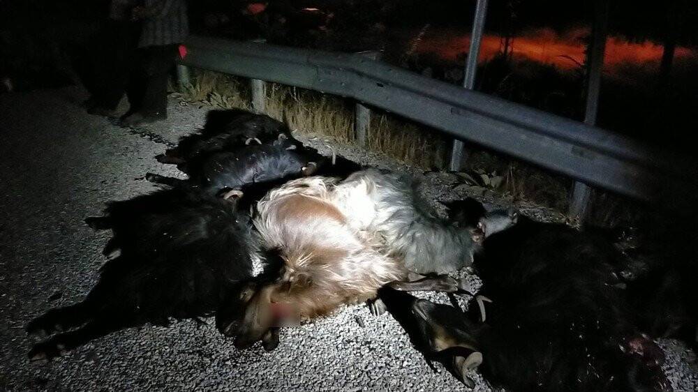 11 yaşındaki çocuk kuzusu için gözyaşlarına boğuldu