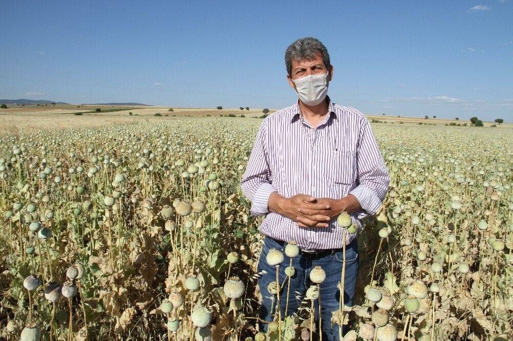 Hüyük’te üreticinin yüzü  bu kez  haşhaşla güldü