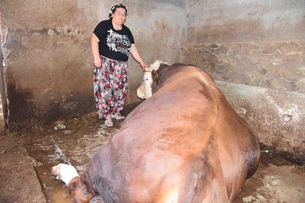 Kapılardan geçemeyen bin 400 kilogramlık boğa satışta