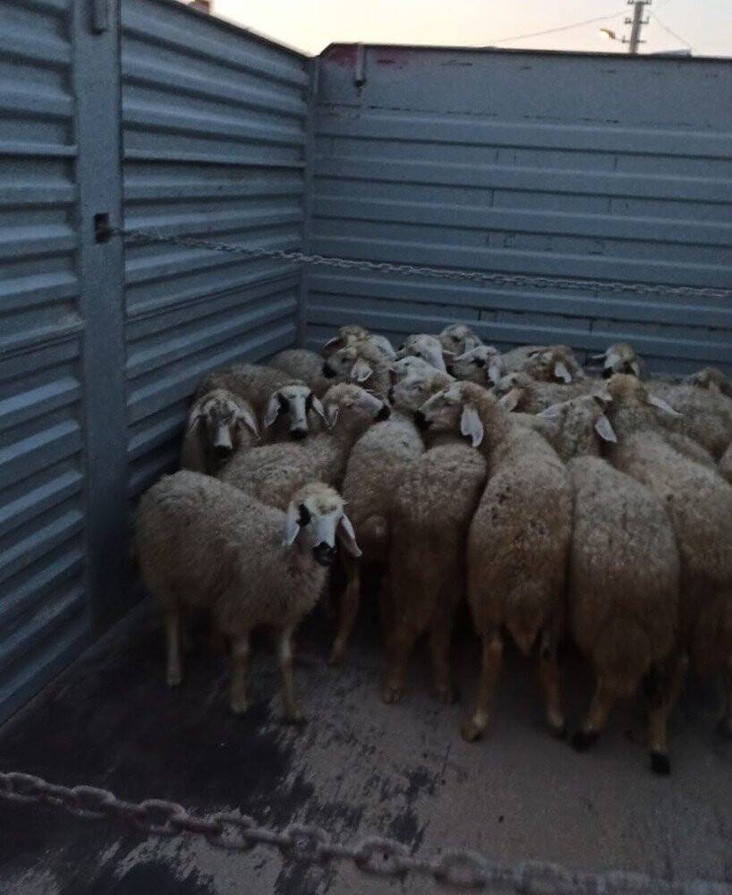 Konya'da küçükbaş hayvan çalan şüpheliler yakalandı