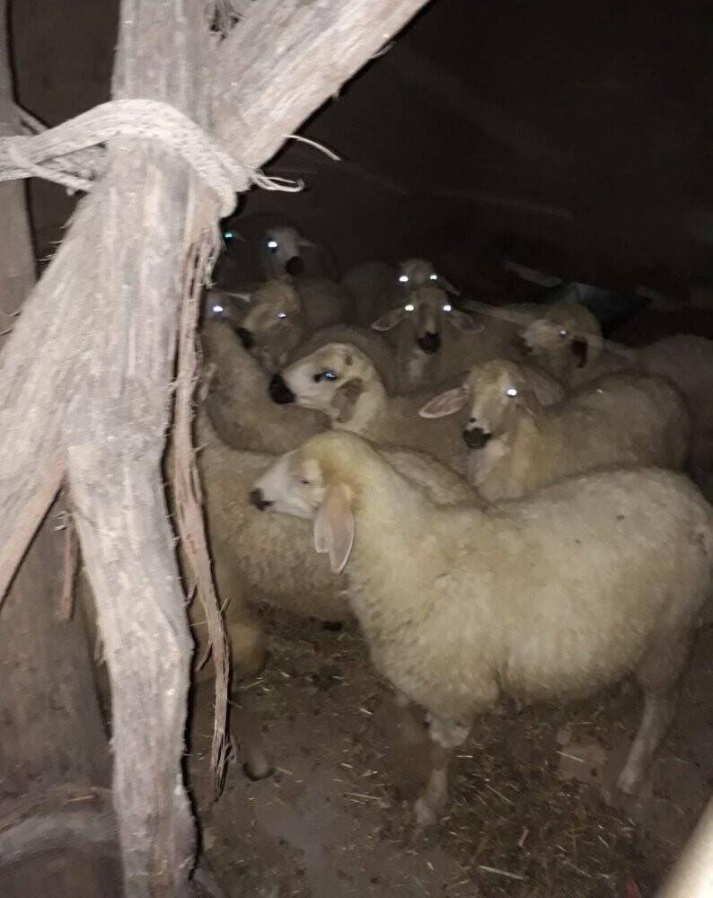 Konya'da küçükbaş hayvan çalan şüpheliler yakalandı