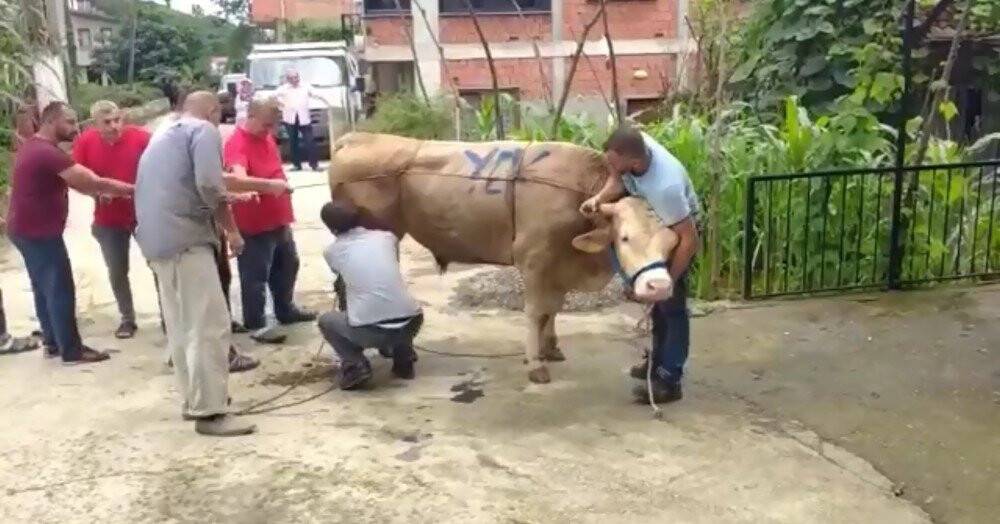 Kurbanlık boğa boynuzlarını tutan şahsı böyle savurdu