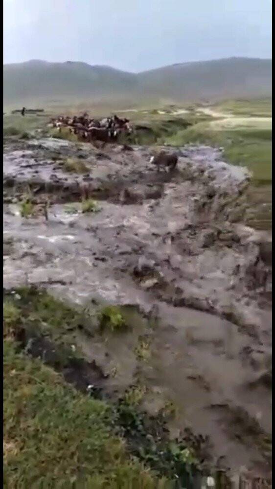 Sele kapılan dananın sürüklenme anı kameralara yansıdı